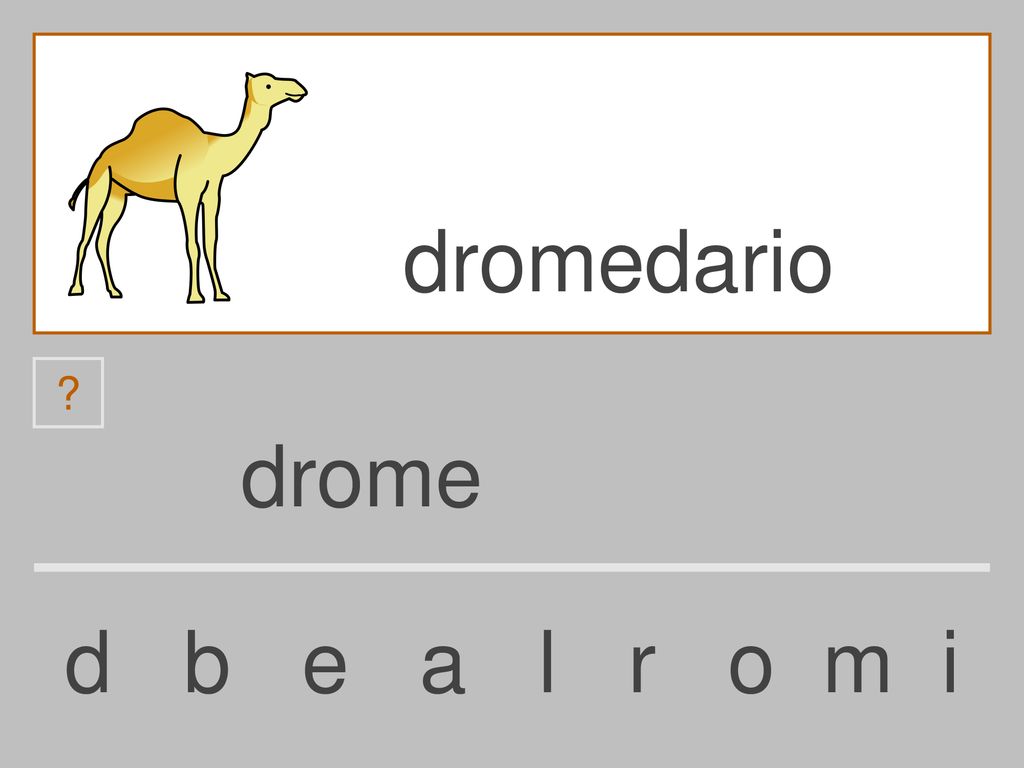 dromedario drome d b e a l r o m i