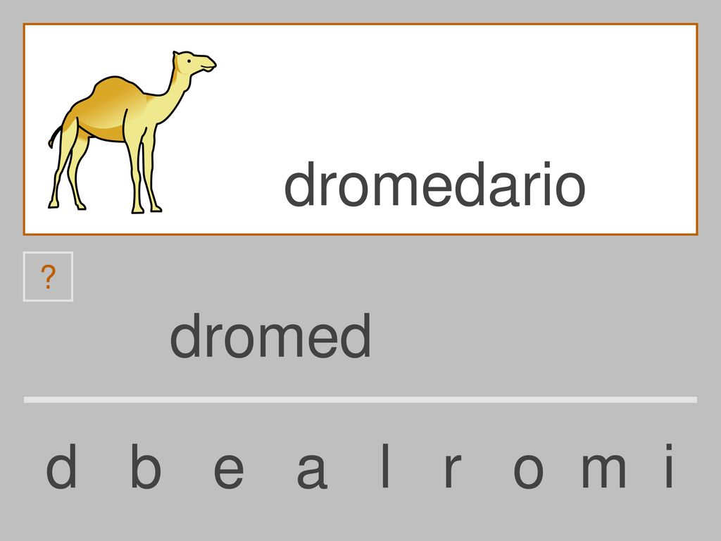 dromedario dromed d b e a l r o m i