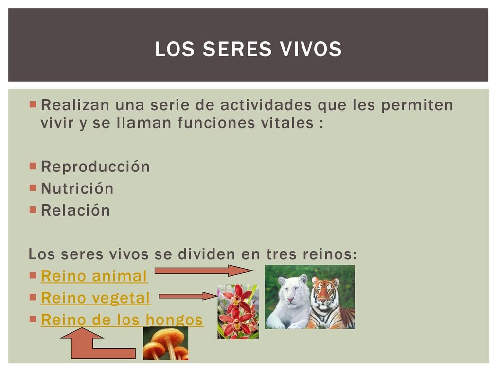 Los Seres Vivos Realizan una serie de actividades que les permiten vivir y se llaman funciones vitales :