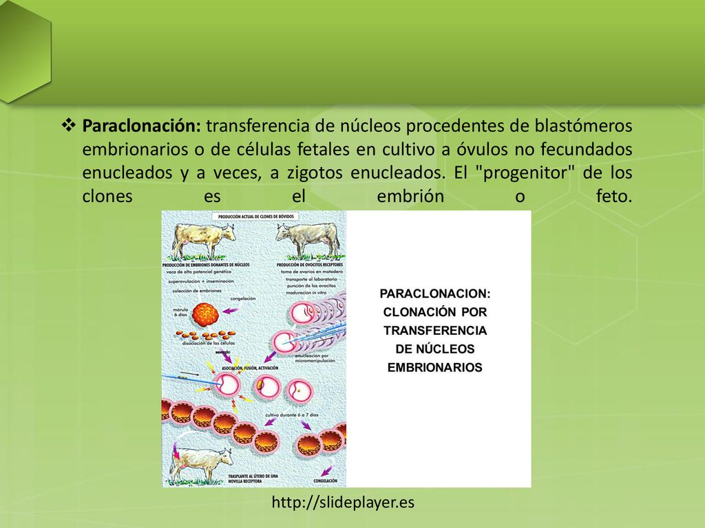 Paraclonación: transferencia de núcleos procedentes de blastómeros embrionarios o de células fetales en cultivo a óvulos no fecundados enucleados y a veces, a zigotos enucleados. El progenitor de los clones es el embrión o feto.