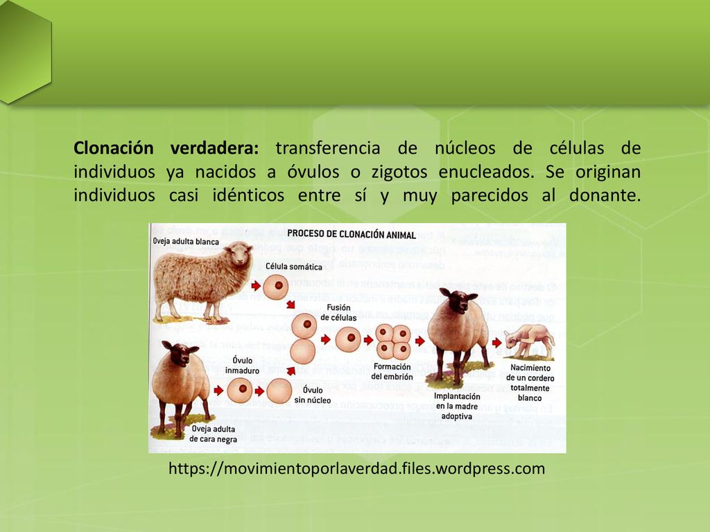 Clonación verdadera: transferencia de núcleos de células de individuos ya nacidos a óvulos o zigotos enucleados. Se originan individuos casi idénticos entre sí y muy parecidos al donante.