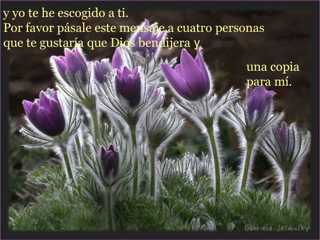 y yo te he escogido a ti. Por favor pásale este mensaje a cuatro personas que te gustaría que Dios bendijera y.