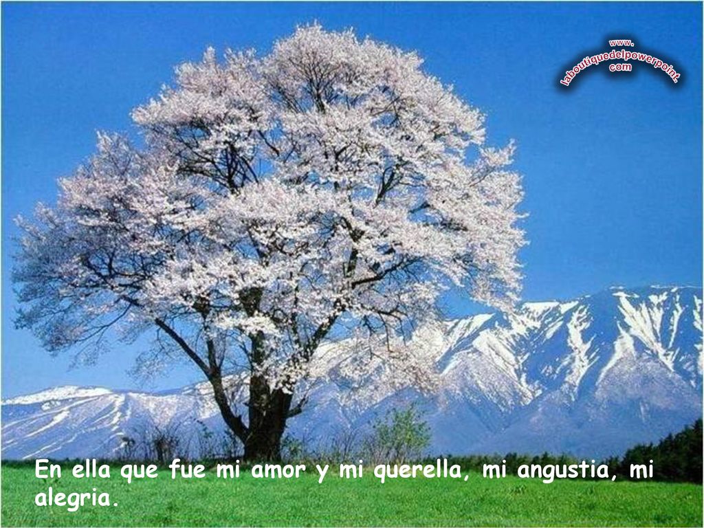 En ella que fue mi amor y mi querella, mi angustia, mi alegria.