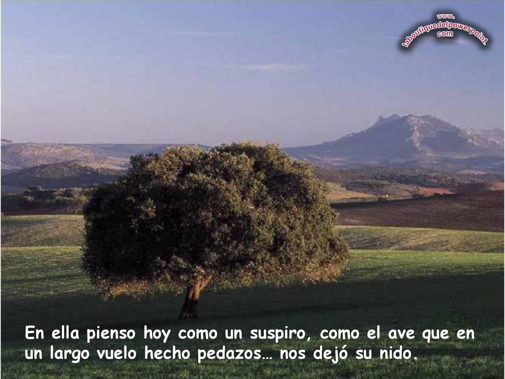 En ella pienso hoy como un suspiro, como el ave que en un largo vuelo hecho pedazos… nos dejó su nido.