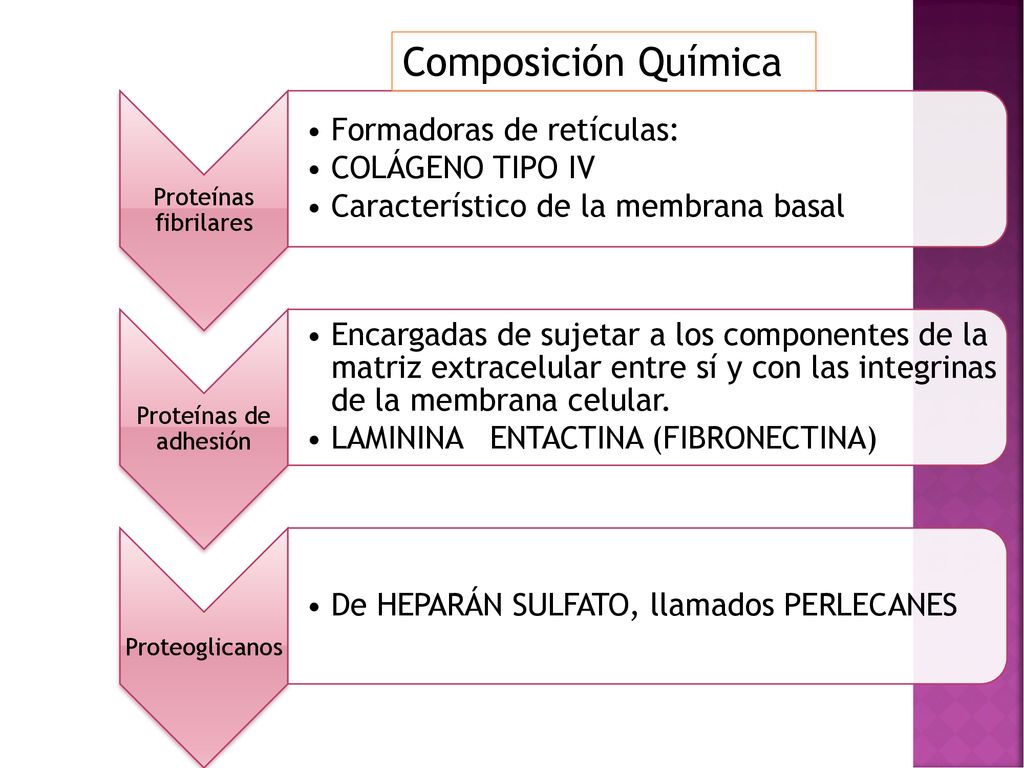 Composición Química Formadoras de retículas: COLÁGENO TIPO IV