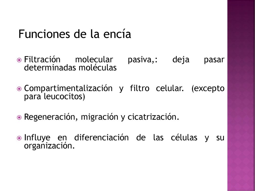 Funciones de la encía Filtración molecular pasiva,: deja pasar determinadas moléculas.