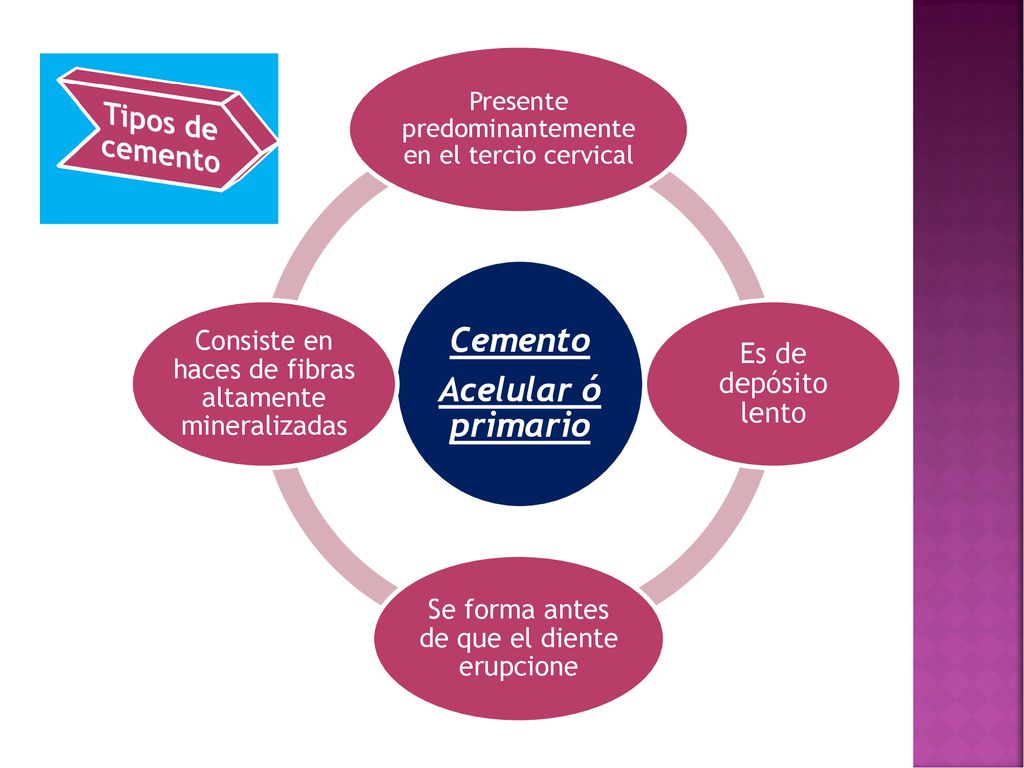 Cemento Acelular ó primario Tipos de cemento