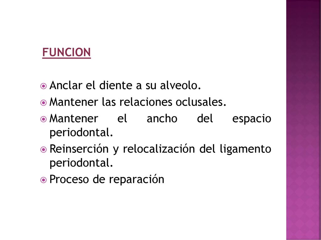 FUNCION Anclar el diente a su alveolo. Mantener las relaciones oclusales. Mantener el ancho del espacio periodontal.