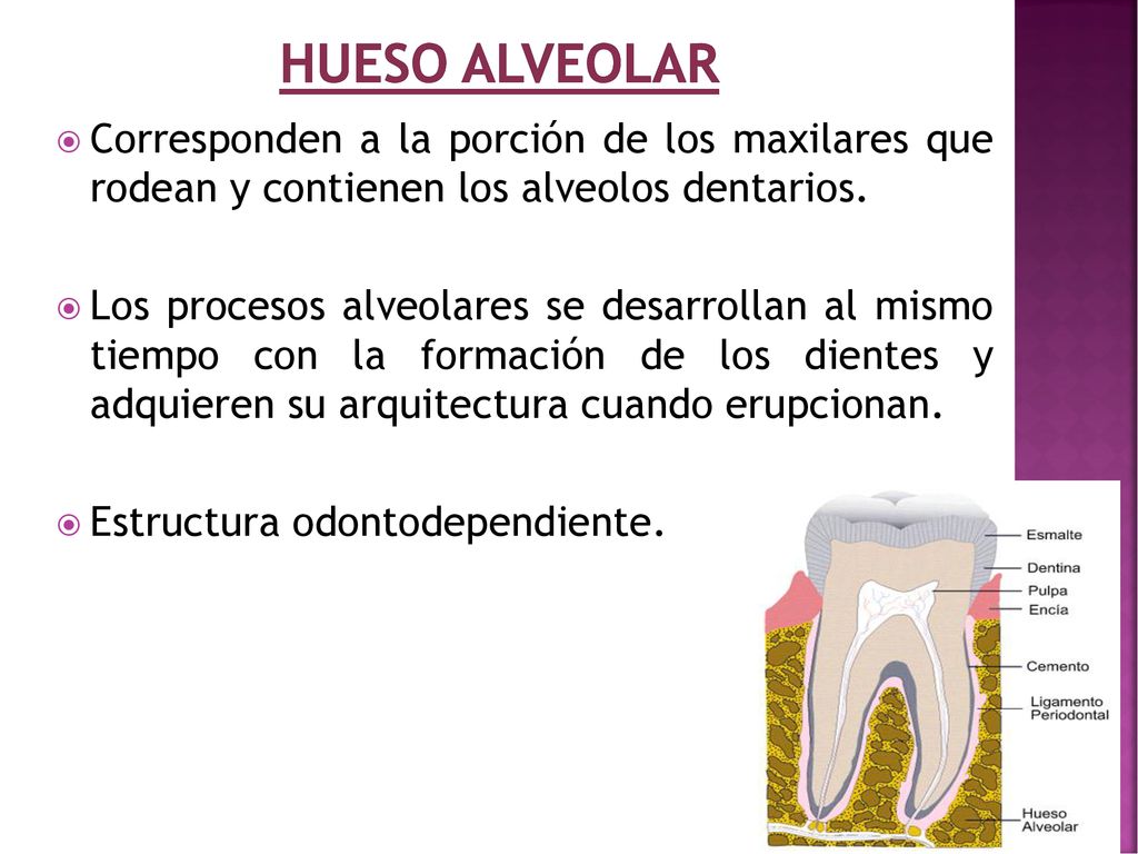Hueso Alveolar Corresponden a la porción de los maxilares que rodean y contienen los alveolos dentarios.