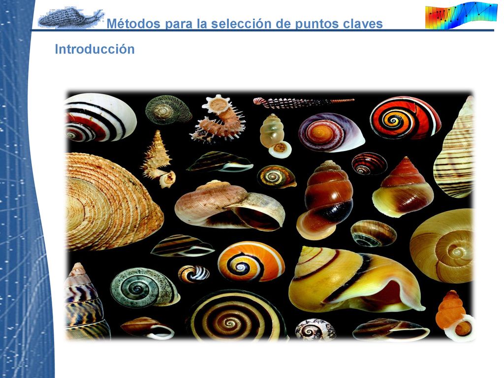 los moluscos gasteropodos se caracterizan por tener una gran divessidad de formas de la concha. Por lo que los estudios se centran en entender el porque de estos cambios((Nava y Severeyn, 2011). Además de que esta diversidad brinda información del desarrollo ontogenético pues la concha es un registro de los cambios del crecimiento del animal (Goodfried, 1989). Por tanto en este grupo animal se ha desarrollado una amplia gama de estudios morfométricos basados en estos patrones de forma.