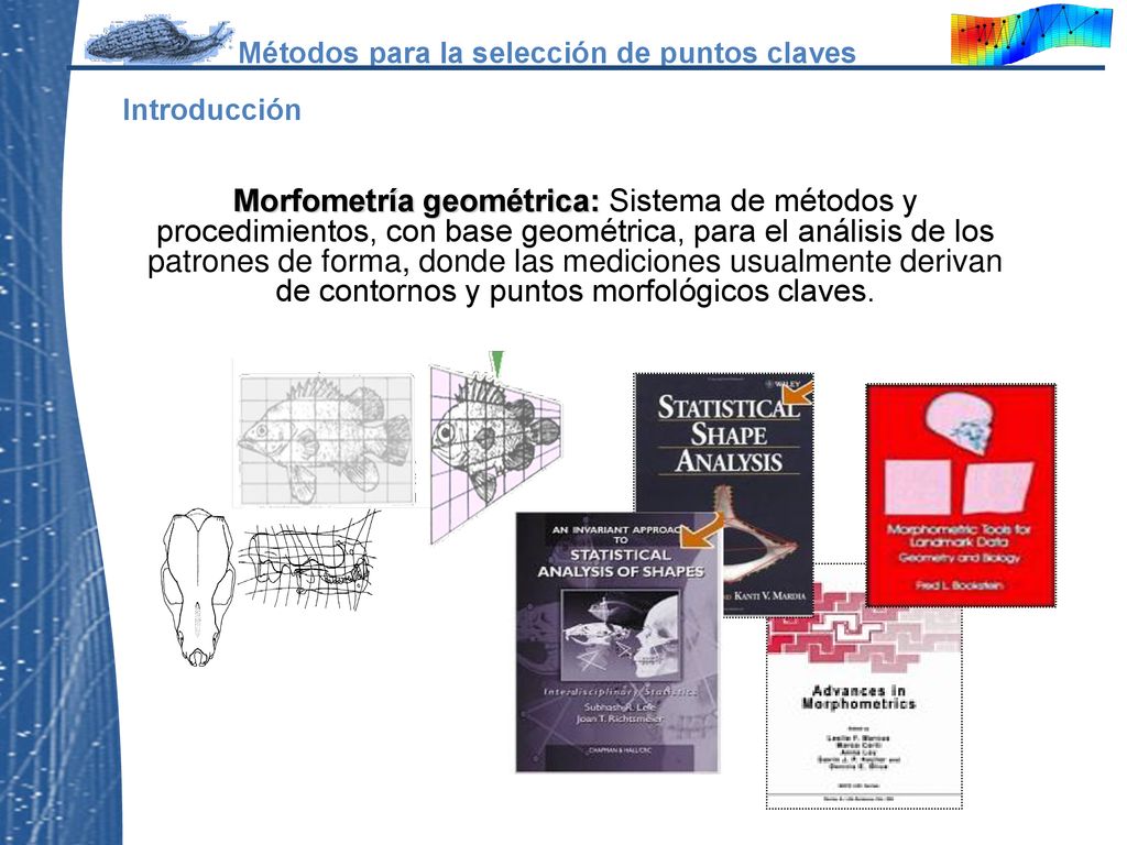 Morfometría geométrica: Sistema de métodos y procedimientos, con base geométrica, para el análisis de los patrones de forma, donde las mediciones usualmente derivan de contornos y puntos morfológicos claves.