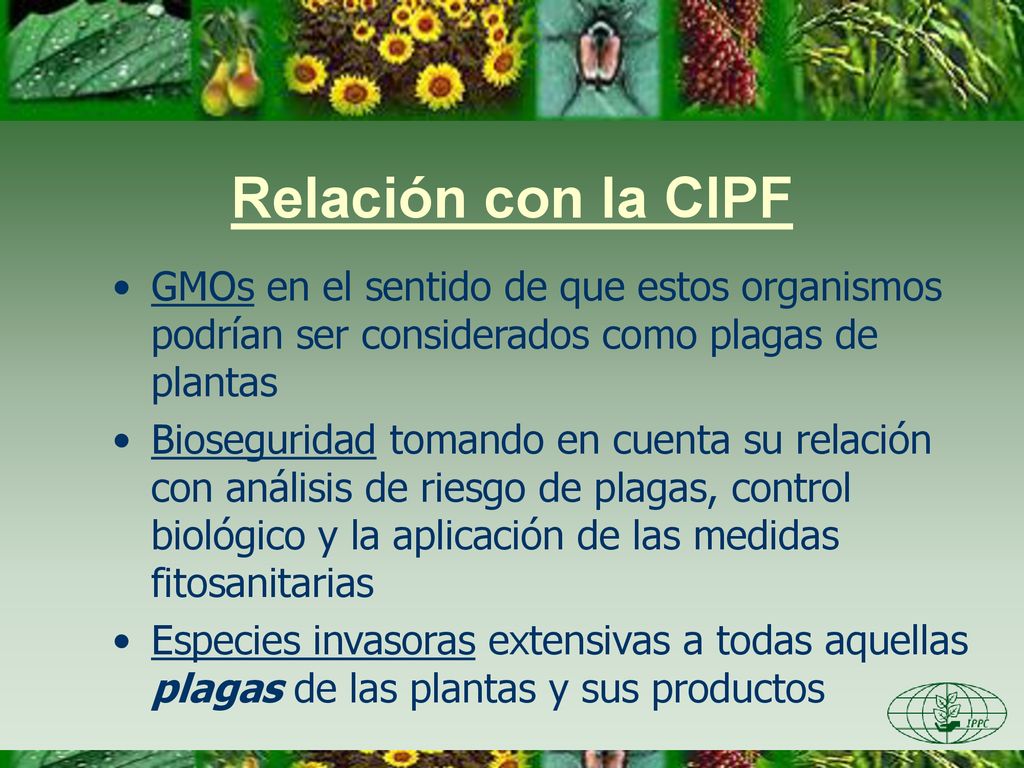 Relación con la CIPF GMOs en el sentido de que estos organismos podrían ser considerados como plagas de plantas.