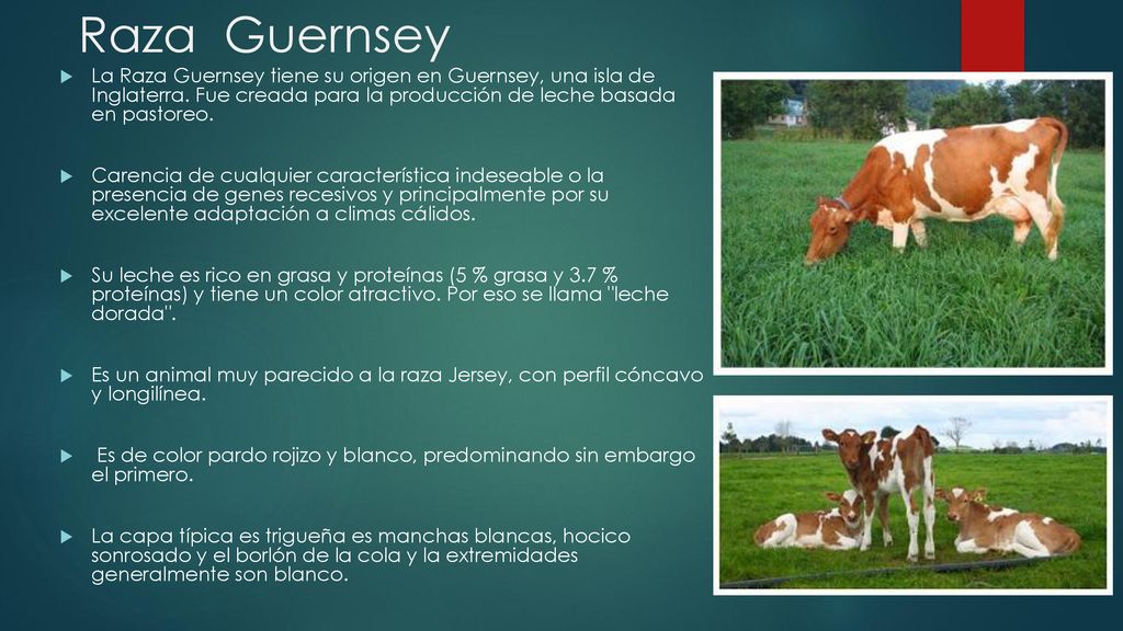 Raza Guernsey La Raza Guernsey tiene su origen en Guernsey, una isla de Inglaterra. Fue creada para la producción de leche basada en pastoreo.