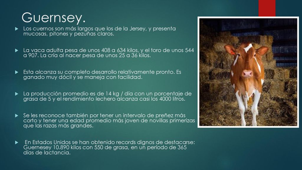 Guernsey. Los cuernos son más largos que los de la Jersey, y presenta mucosas, pitones y pezuñas claros.