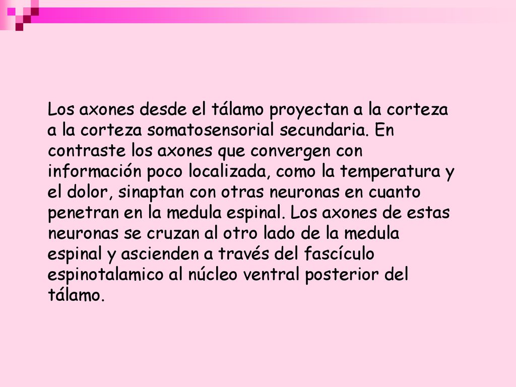 Los axones desde el tálamo proyectan a la corteza a la corteza somatosensorial secundaria.