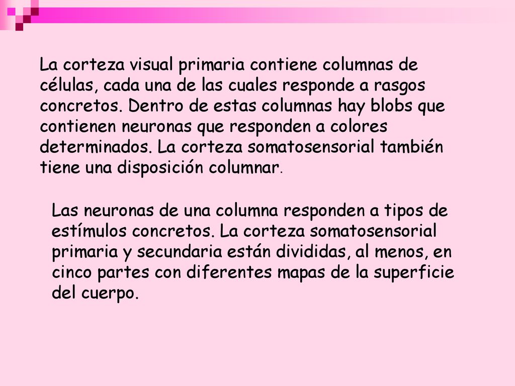 La corteza visual primaria contiene columnas de células, cada una de las cuales responde a rasgos concretos. Dentro de estas columnas hay blobs que contienen neuronas que responden a colores determinados. La corteza somatosensorial también tiene una disposición columnar.