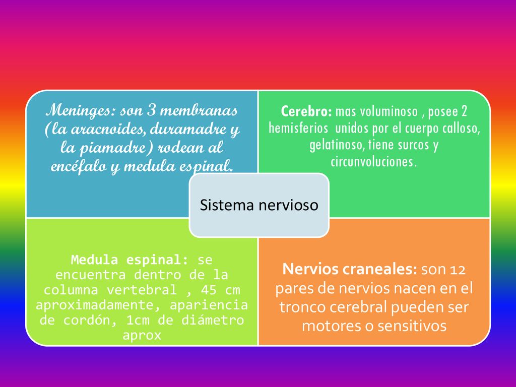 Meninges: son 3 membranas (la aracnoides, duramadre y la piamadre) rodean al encéfalo y medula espinal.