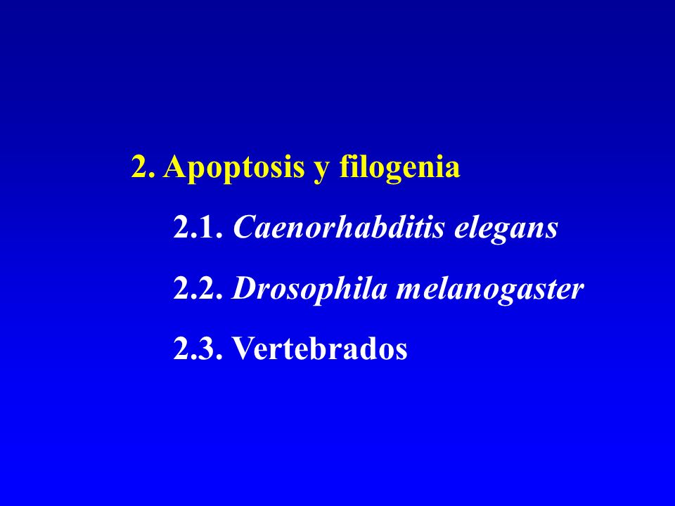 2. Apoptosis y filogenia 2.1. Caenorhabditis elegans 2.2. Drosophila melanogaster 2.3. Vertebrados