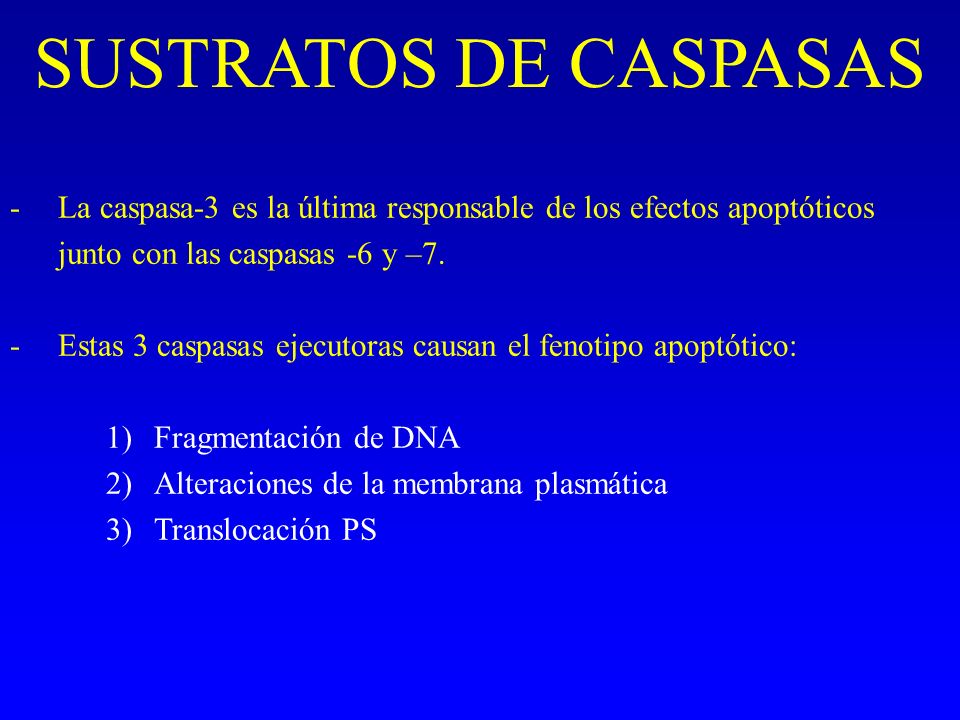 SUSTRATOS DE CASPASAS La caspasa-3 es la última responsable de los efectos apoptóticos junto con las caspasas -6 y –7.