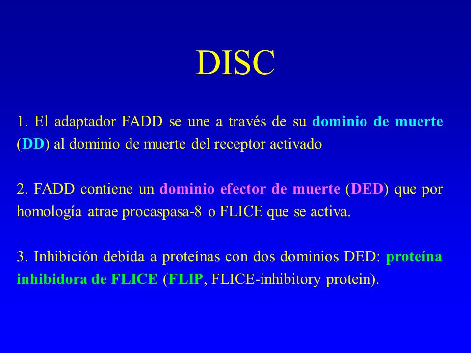 DISC 1. El adaptador FADD se une a través de su dominio de muerte (DD) al dominio de muerte del receptor activado.