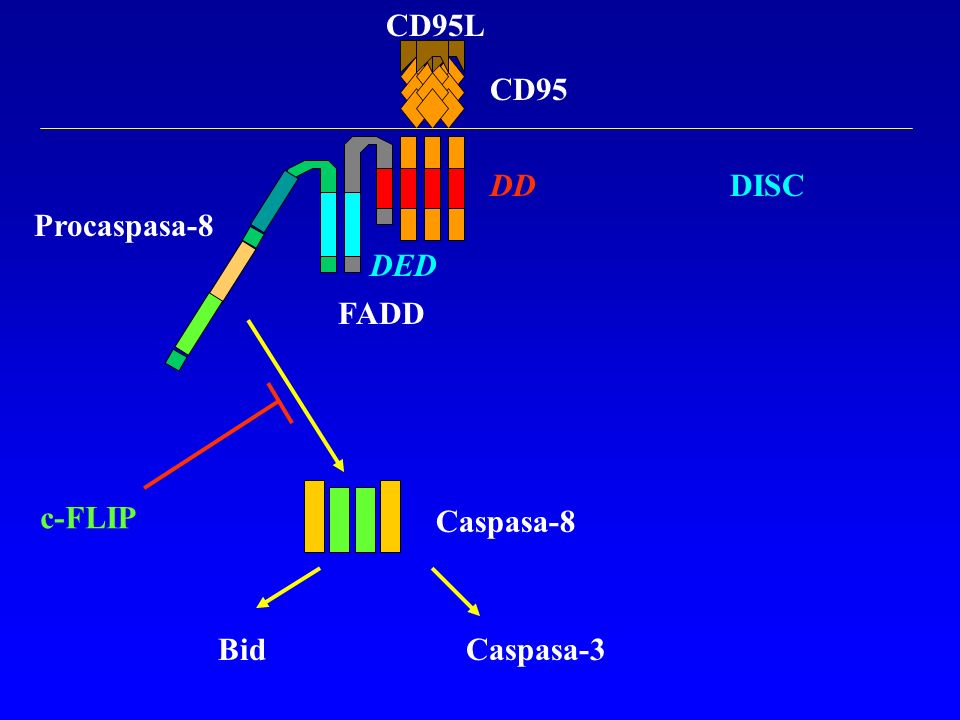 CD95L CD95 DD DISC Procaspasa-8 DED FADD c-FLIP Caspasa-8 Bid Caspasa-3