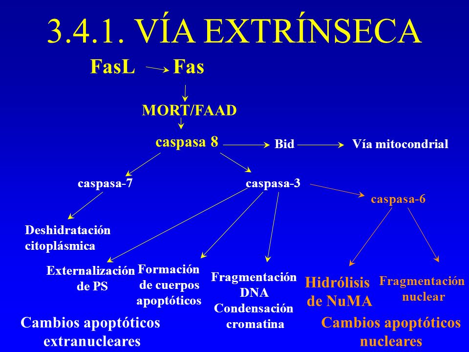 VÍA EXTRÍNSECA FasL Fas MORT/FAAD caspasa 8 Hidrólisis de NuMA