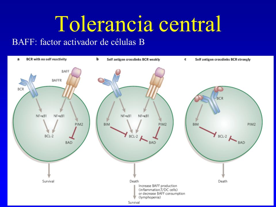 Tolerancia central BAFF: factor activador de células B