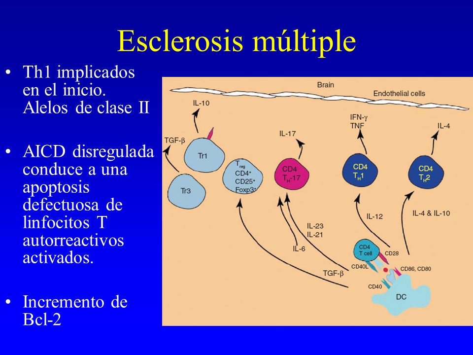 Esclerosis múltiple Th1 implicados en el inicio. Alelos de clase II