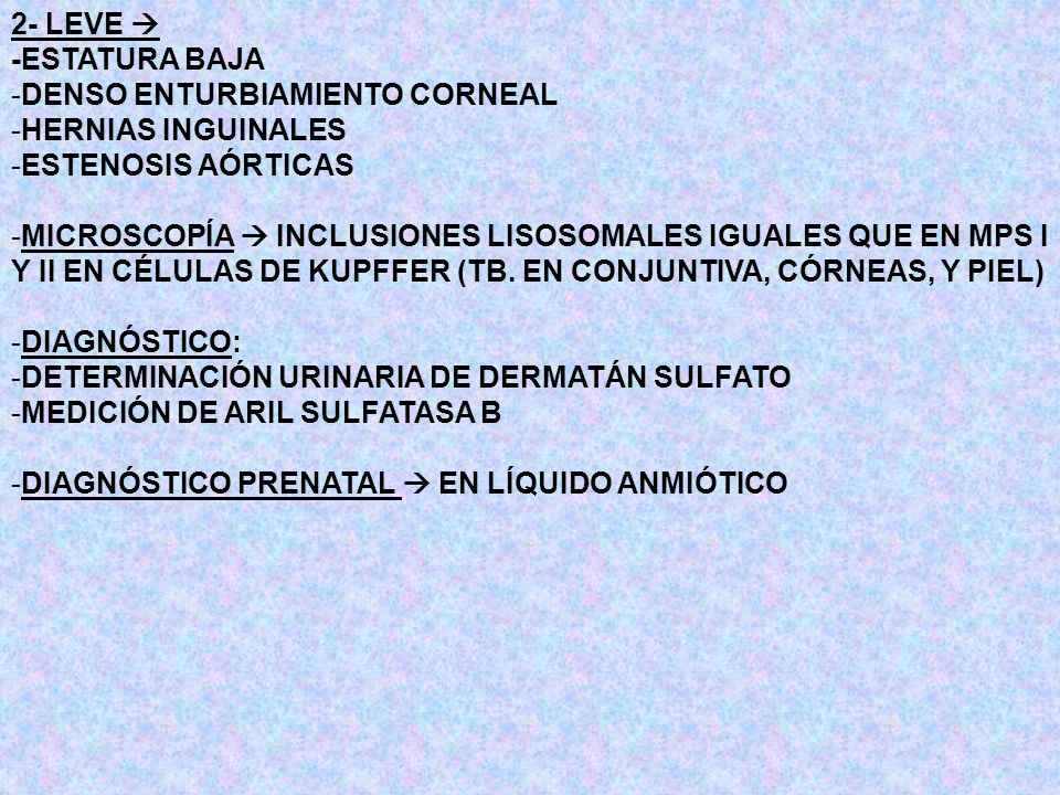 2- LEVE  -ESTATURA BAJA. DENSO ENTURBIAMIENTO CORNEAL. HERNIAS INGUINALES. ESTENOSIS AÓRTICAS.