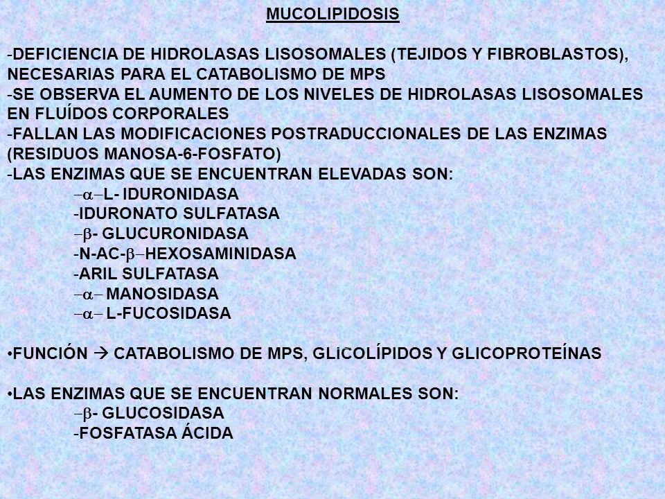 MUCOLIPIDOSIS DEFICIENCIA DE HIDROLASAS LISOSOMALES (TEJIDOS Y FIBROBLASTOS), NECESARIAS PARA EL CATABOLISMO DE MPS.