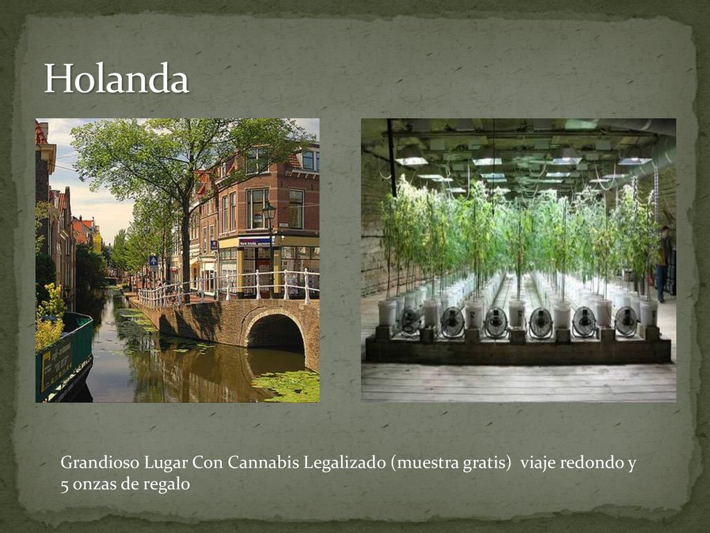 Holanda Grandioso Lugar Con Cannabis Legalizado (muestra gratis) viaje redondo y 5 onzas de regalo