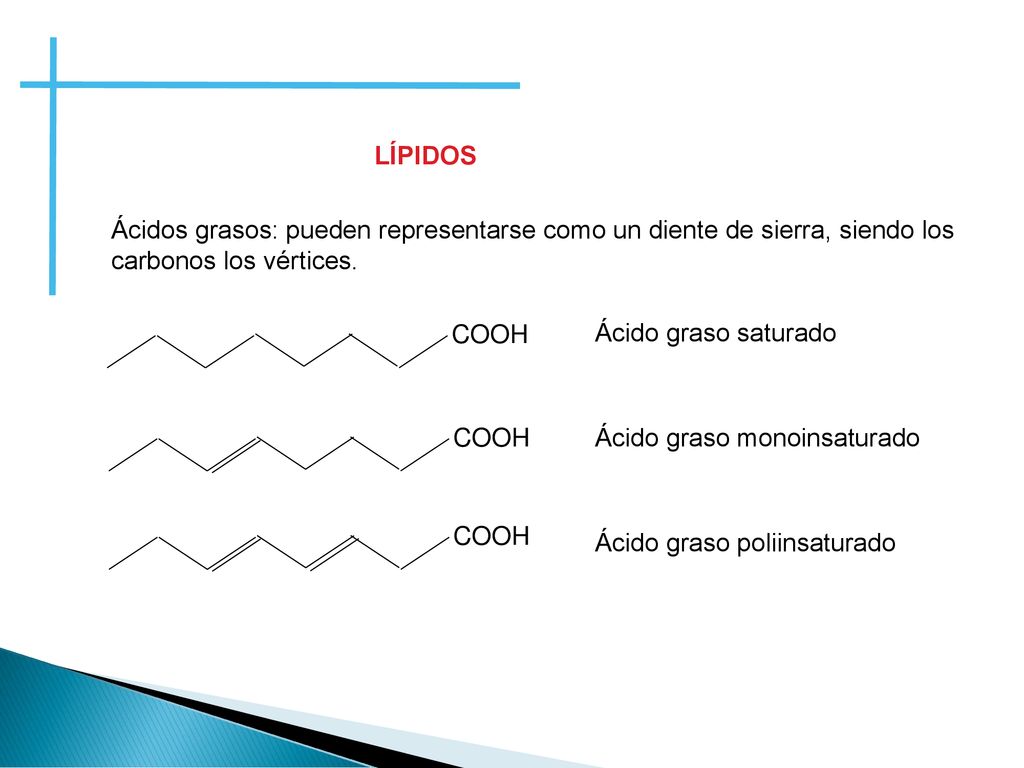 LÍPIDOS Ácidos grasos: pueden representarse como un diente de sierra, siendo los carbonos los vértices.