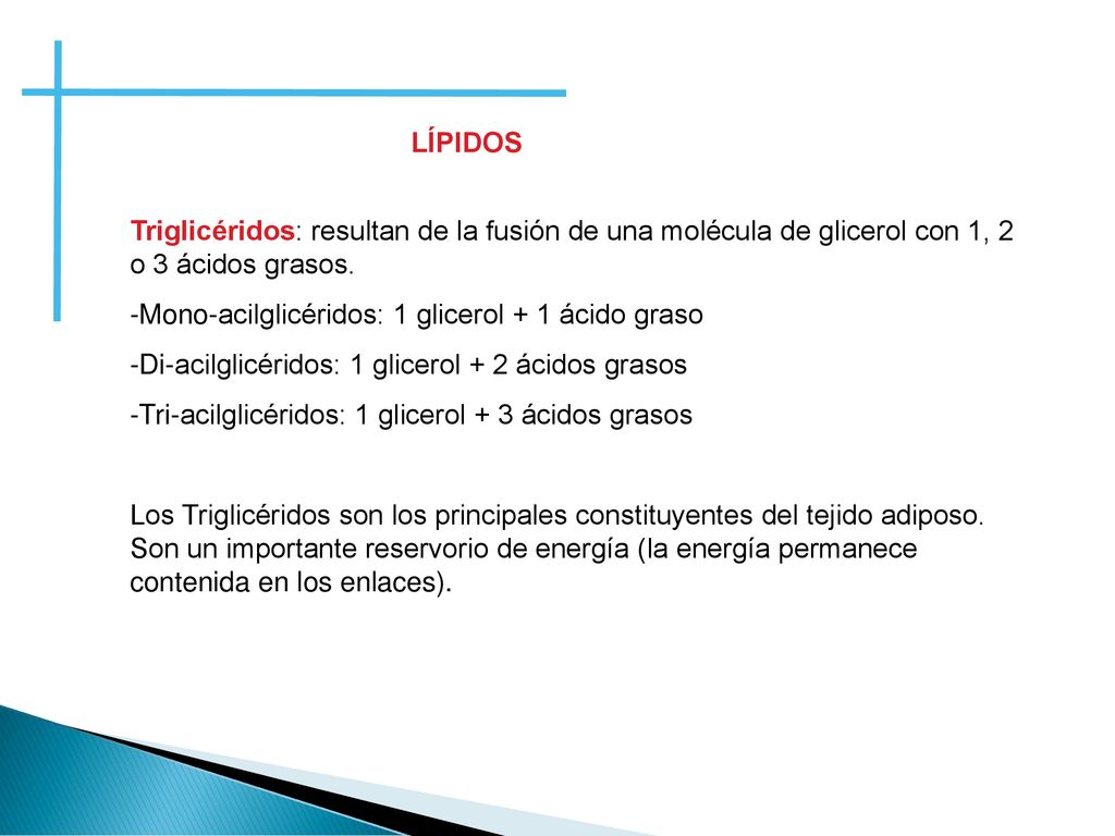 LÍPIDOS Triglicéridos: resultan de la fusión de una molécula de glicerol con 1, 2 o 3 ácidos grasos.