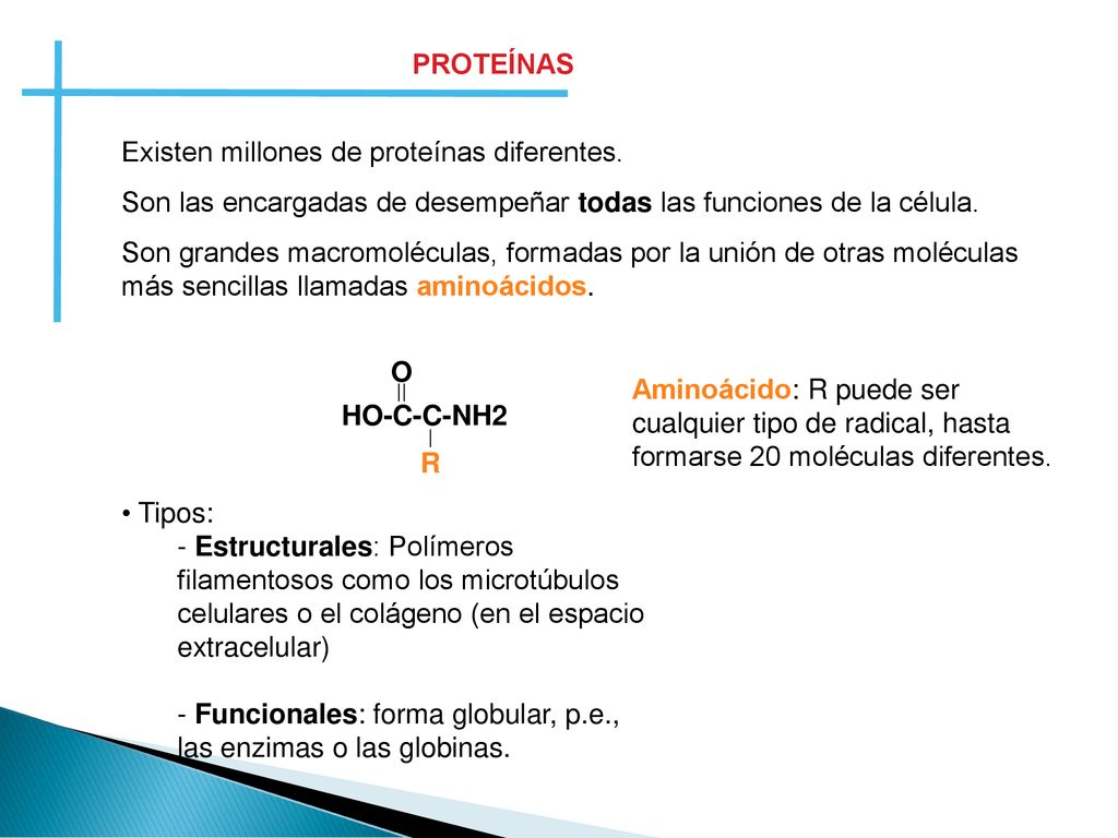 PROTEÍNAS Existen millones de proteínas diferentes. Son las encargadas de desempeñar todas las funciones de la célula.