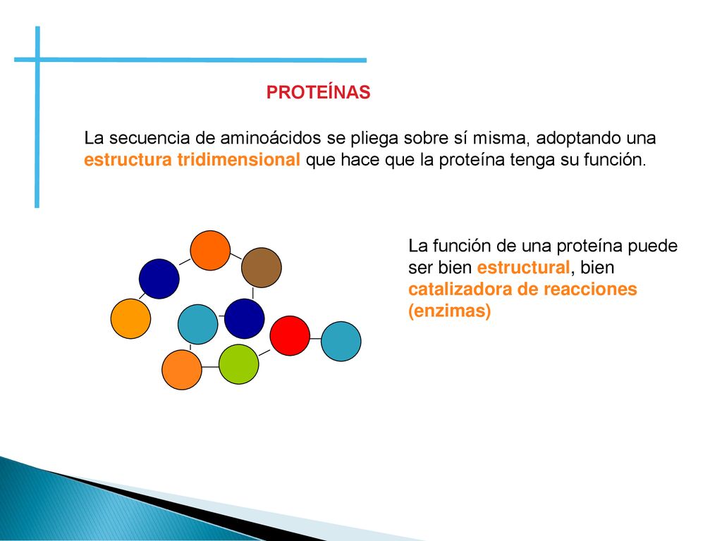 PROTEÍNAS La secuencia de aminoácidos se pliega sobre sí misma, adoptando una estructura tridimensional que hace que la proteína tenga su función.