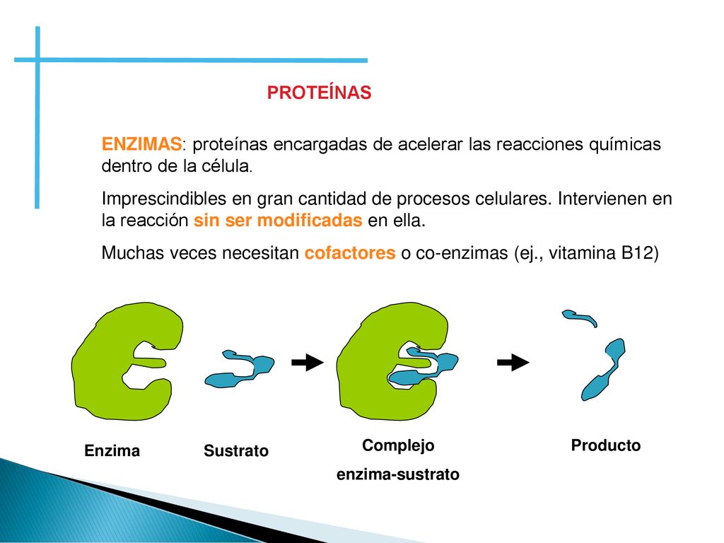 Muchas veces necesitan cofactores o co-enzimas (ej., vitamina B12)