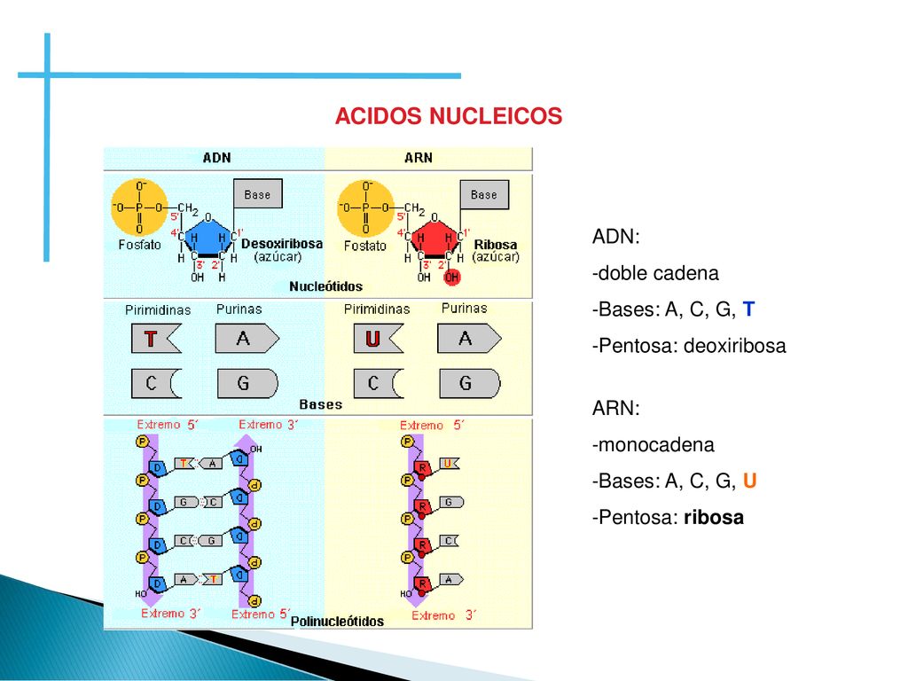 ACIDOS NUCLEICOS ADN: -doble cadena -Bases: A, C, G, T