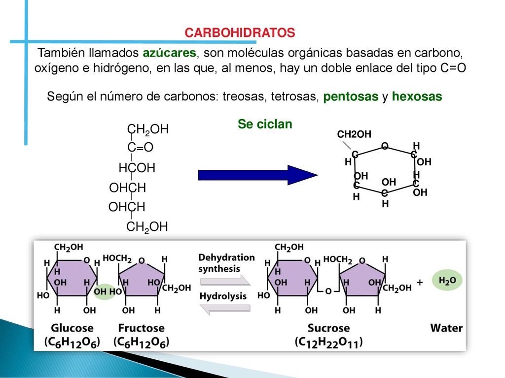 Según el número de carbonos: treosas, tetrosas, pentosas y hexosas