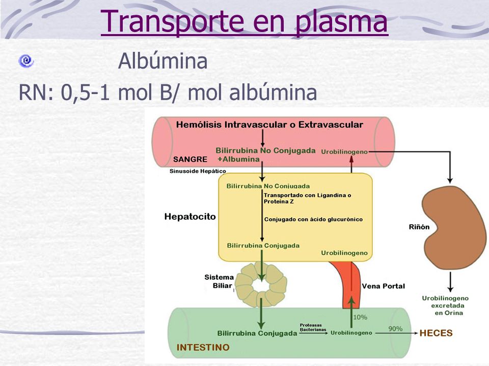 Transporte en plasma Albúmina RN: 0,5-1 mol B/ mol albúmina