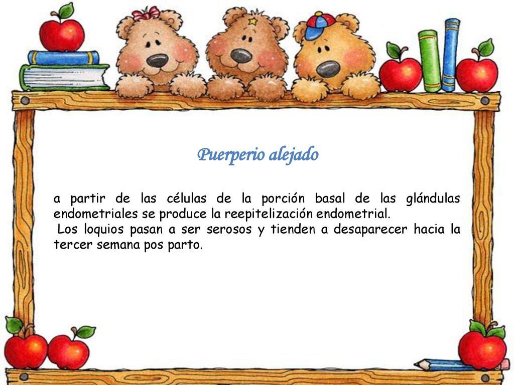 Puerperio alejado a partir de las células de la porción basal de las glándulas endometriales se produce la reepitelización endometrial.