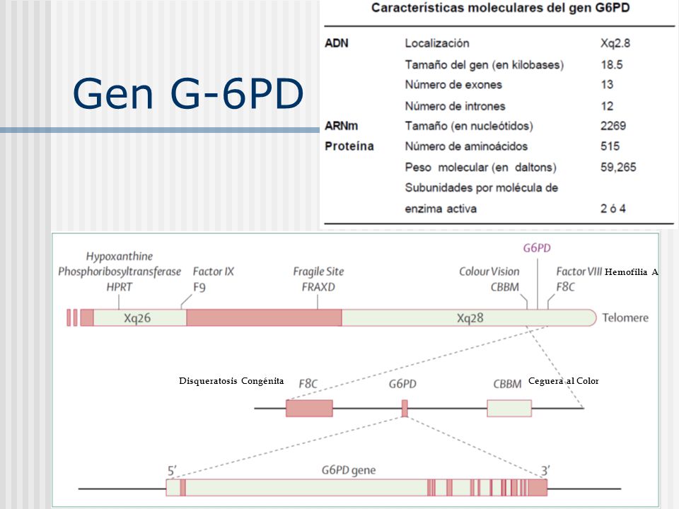 Gen G-6PD Hemofilia A Disqueratosis Congénita Ceguera al Color