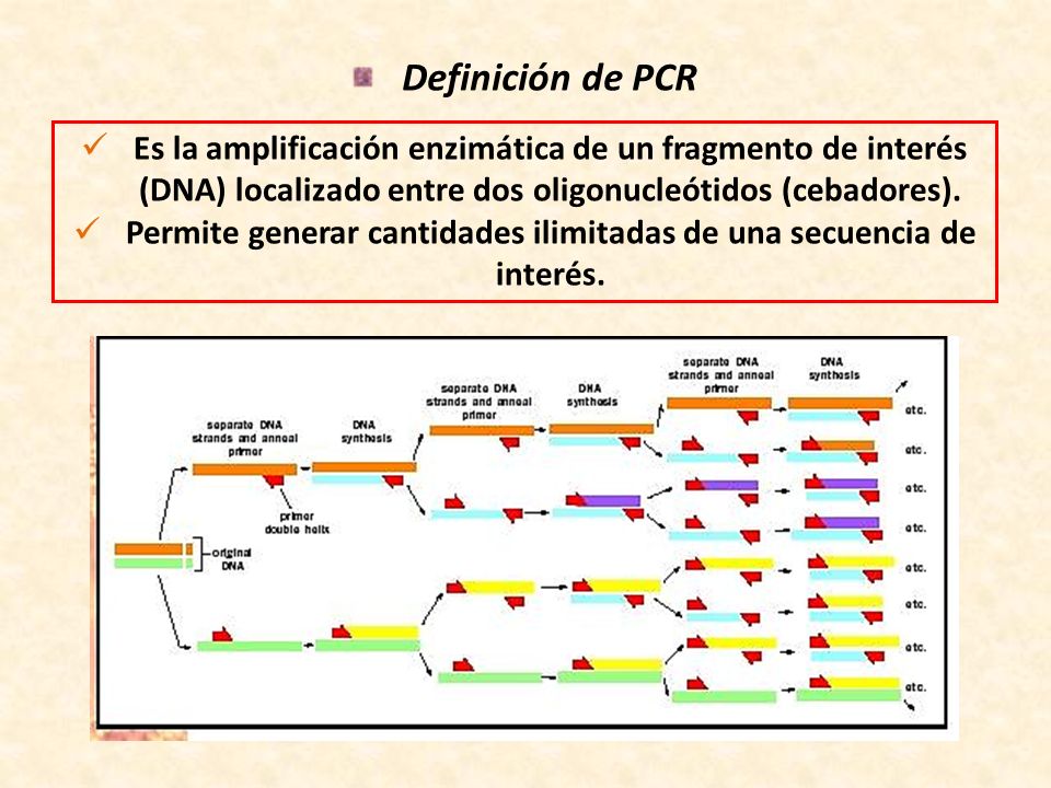 Reacción en cadena de la Polimerasa (PCR) - ppt video online descargar