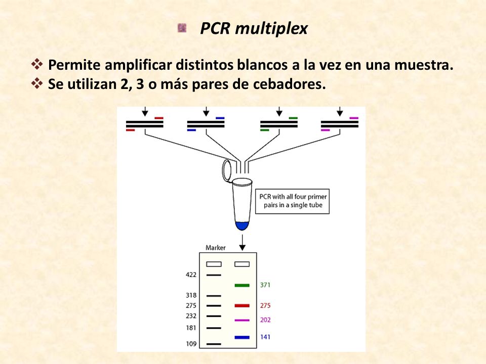 PCR multiplex Permite amplificar distintos blancos a la vez en una muestra.