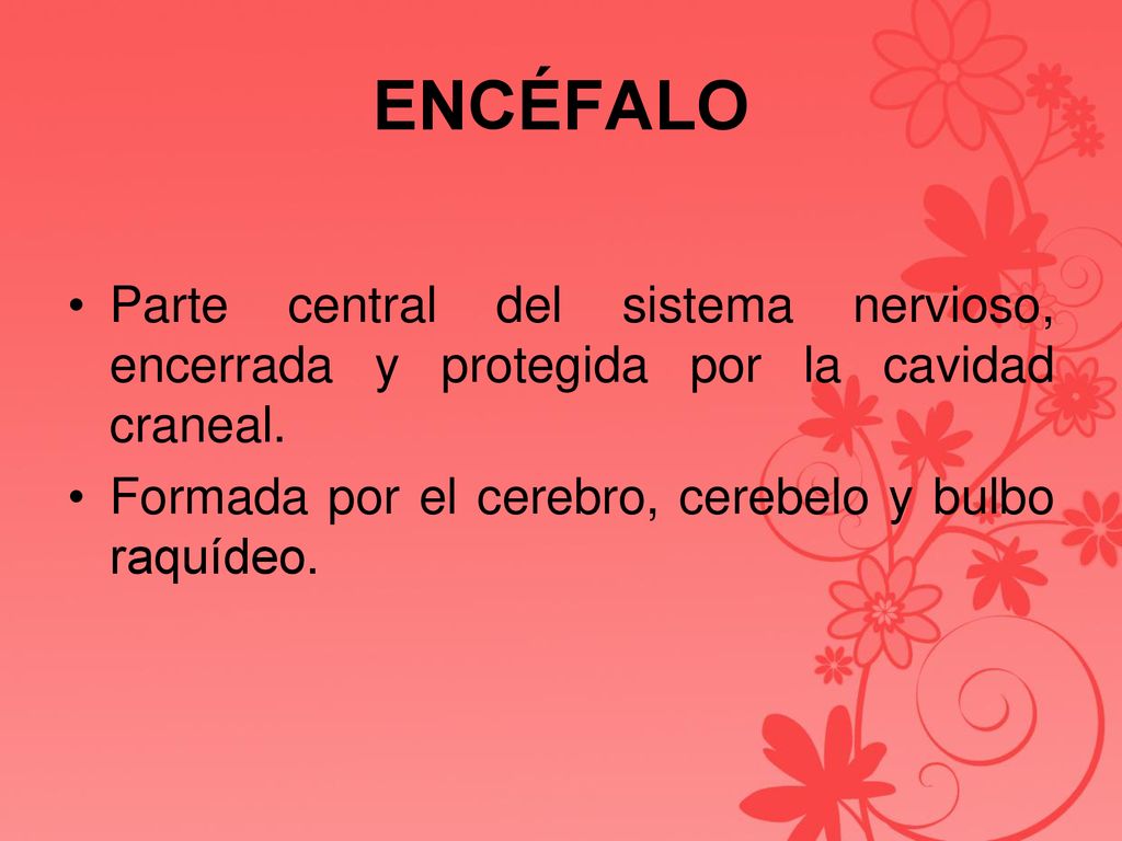 ENCÉFALO Parte central del sistema nervioso, encerrada y protegida por la cavidad craneal.