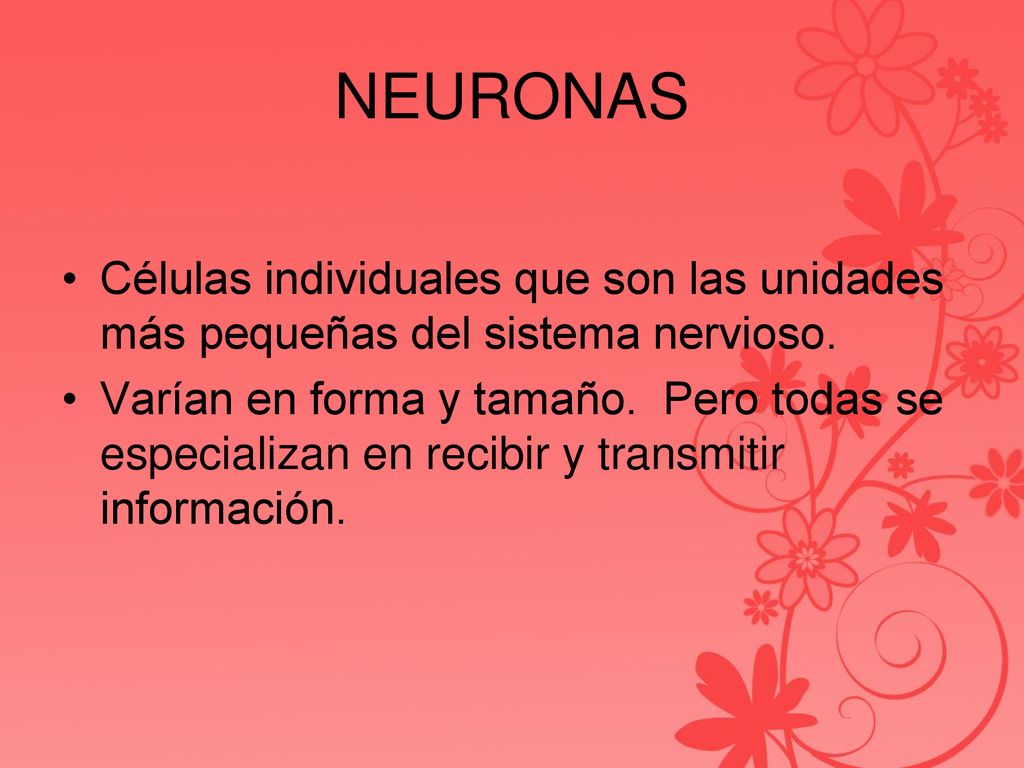 NEURONAS Células individuales que son las unidades más pequeñas del sistema nervioso.