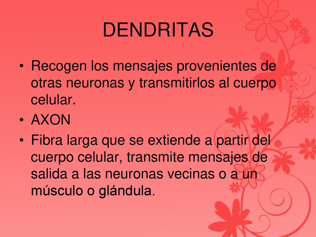 DENDRITAS Recogen los mensajes provenientes de otras neuronas y transmitirlos al cuerpo celular. AXON.
