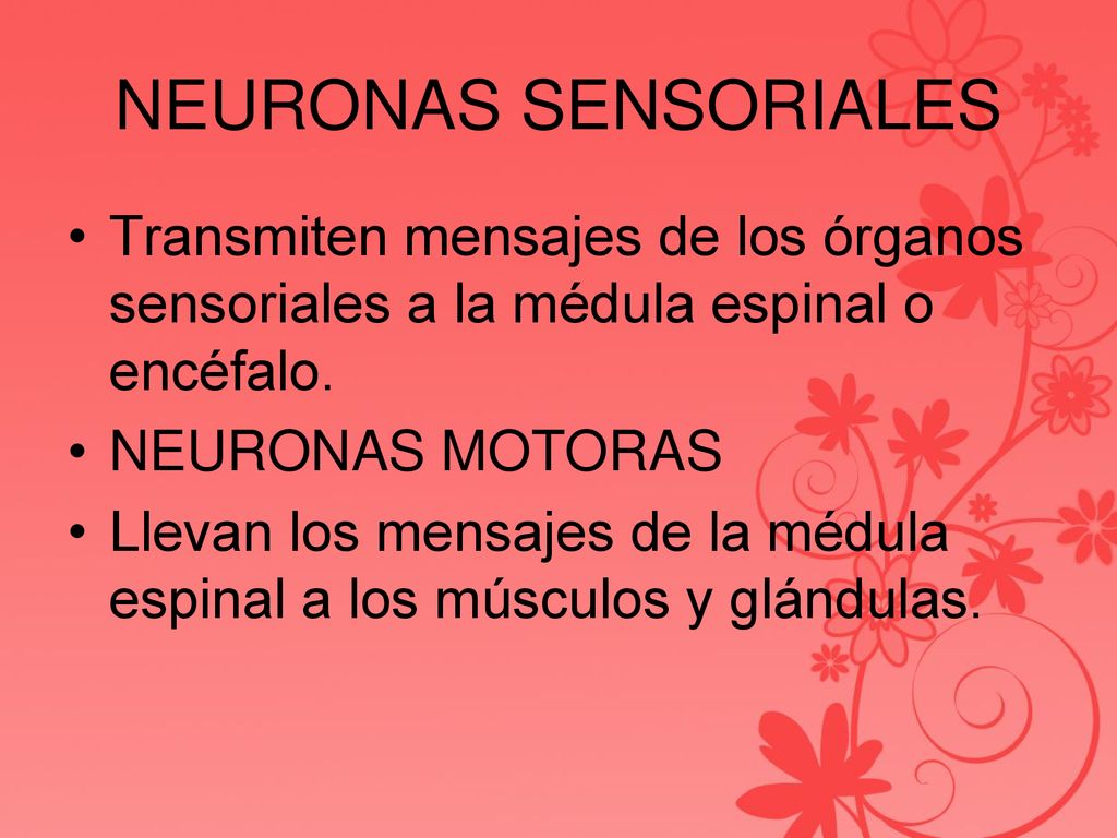 NEURONAS SENSORIALES Transmiten mensajes de los órganos sensoriales a la médula espinal o encéfalo.