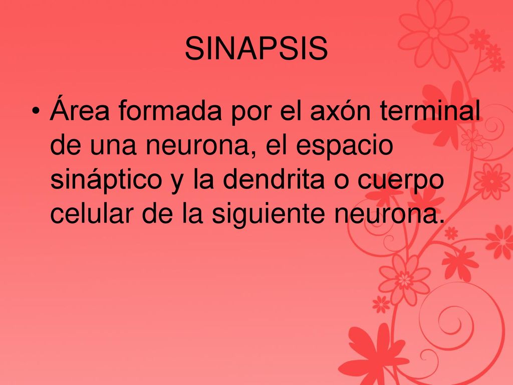 SINAPSIS Área formada por el axón terminal de una neurona, el espacio sináptico y la dendrita o cuerpo celular de la siguiente neurona.