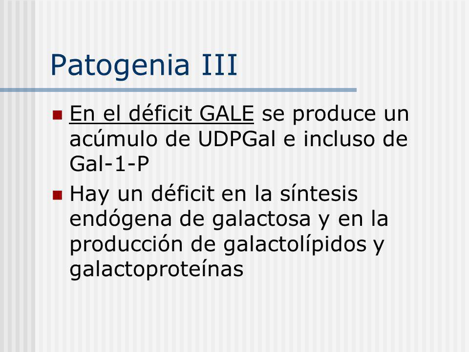Patogenia III En el déficit GALE se produce un acúmulo de UDPGal e incluso de Gal-1-P.