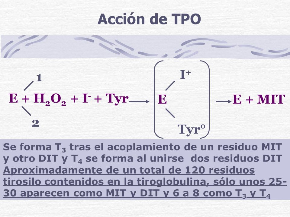 Acción de TPO E + H2O2 + I- + Tyr I+ 1 E E + MIT 2 Tyr°